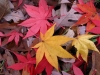 leaf-fall